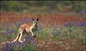 kangaroo